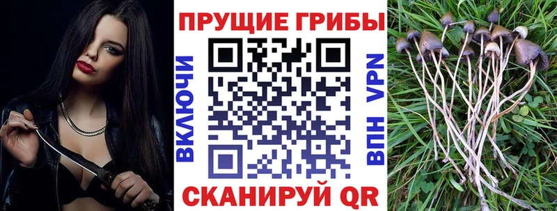 Псилоцибиновые грибы Psilocybe купить сайты Катайск